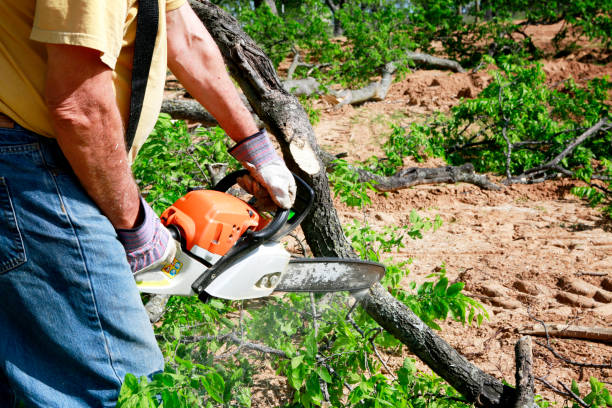 Best Seasonal Cleanup (Spring/Fall)  in Dickinson, ND